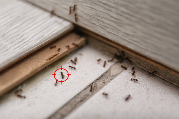 Best Emergency Pest Control  in Bellevue, IL