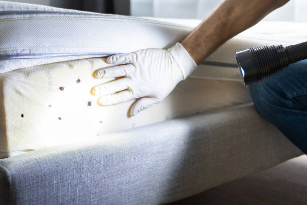 Best Wasp Removal Services  in Bellevue, IL