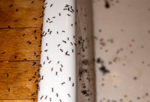 Best Bed Bug Extermination  in Bellevue, IL